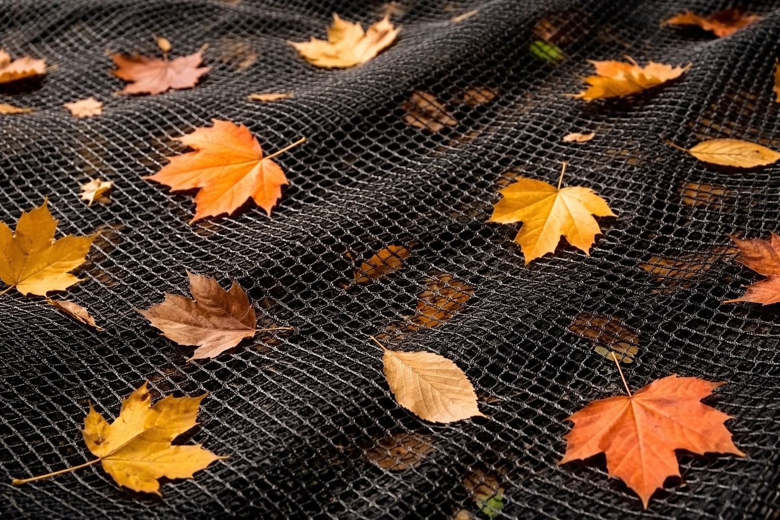 Filets à feuilles d'automne