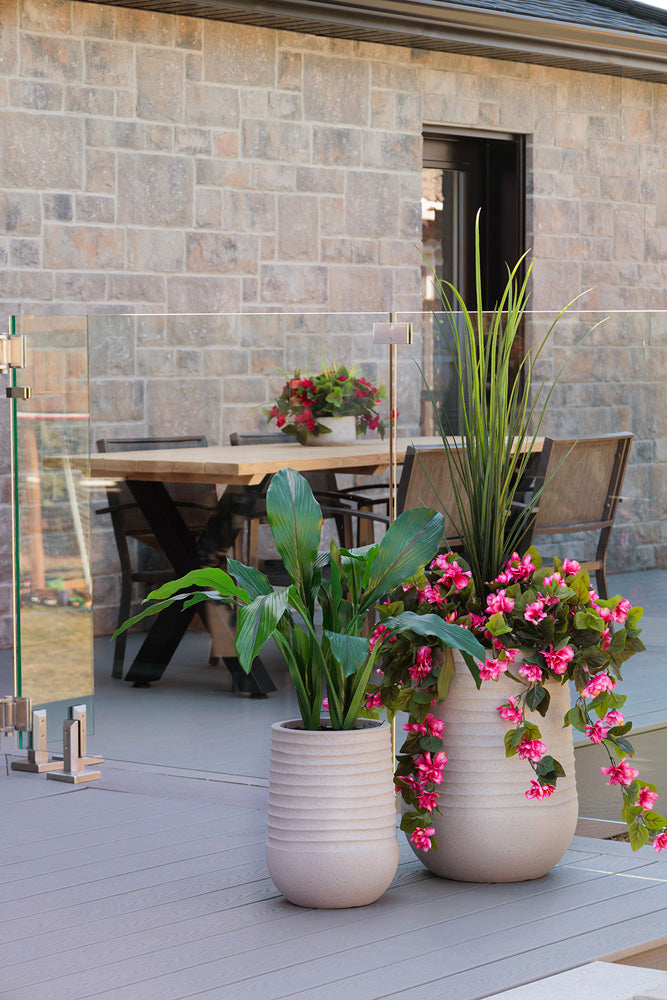 Jardinière d'Azalées Roses & Dracaena Pot Pâle
