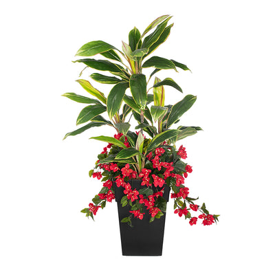 Jardinière Cordyline & Bougainvilliers Rouge Pot Noir