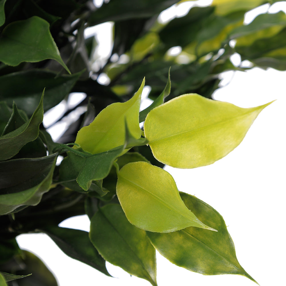 Jardinière de Topiaire de Ficus Pot Noir Rond