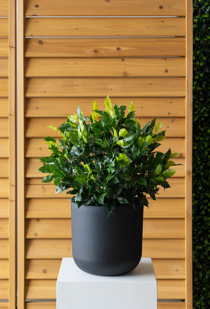 Jardinière de Topiaire de Ficus Pot Noir Rond