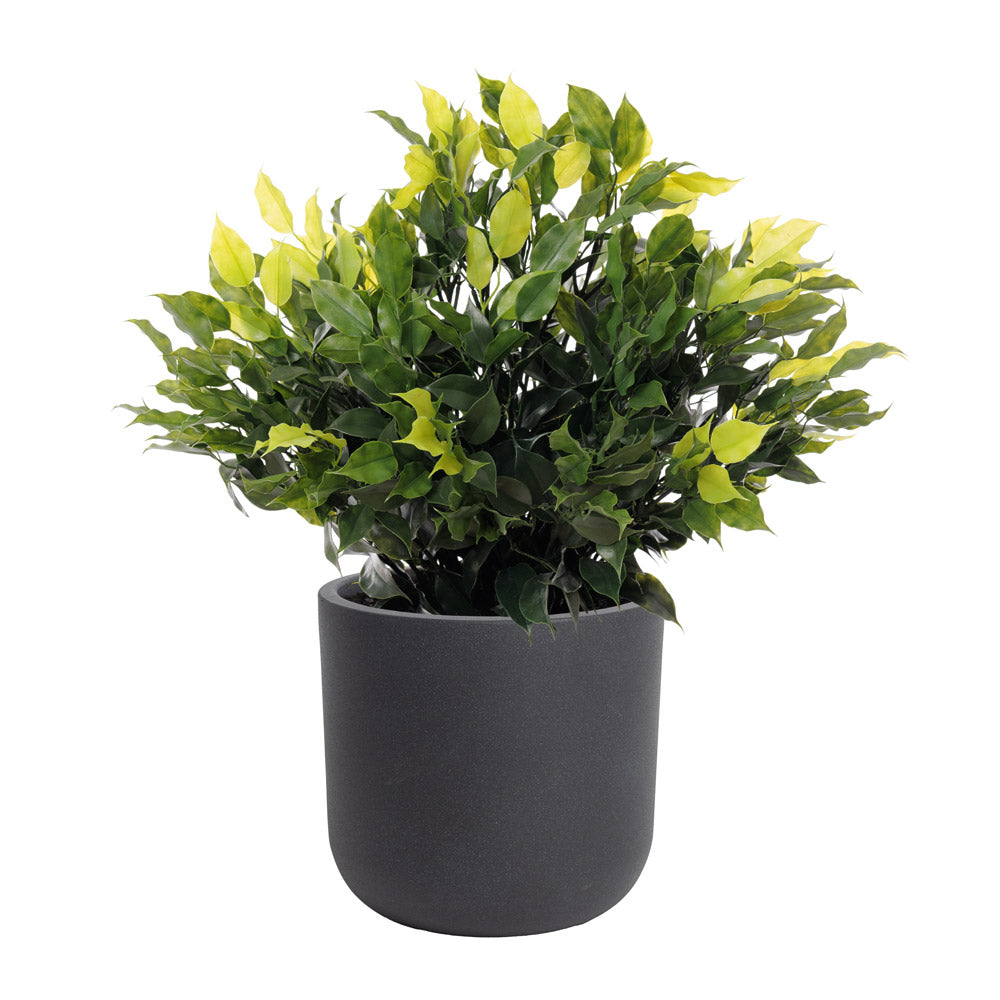 Jardinière de Topiaire de Ficus Pot Noir Rond