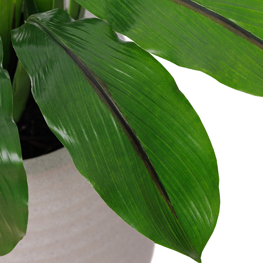 Curcuma Pot Noir Rond