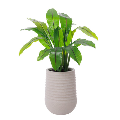 Curcuma Pot Pâle
