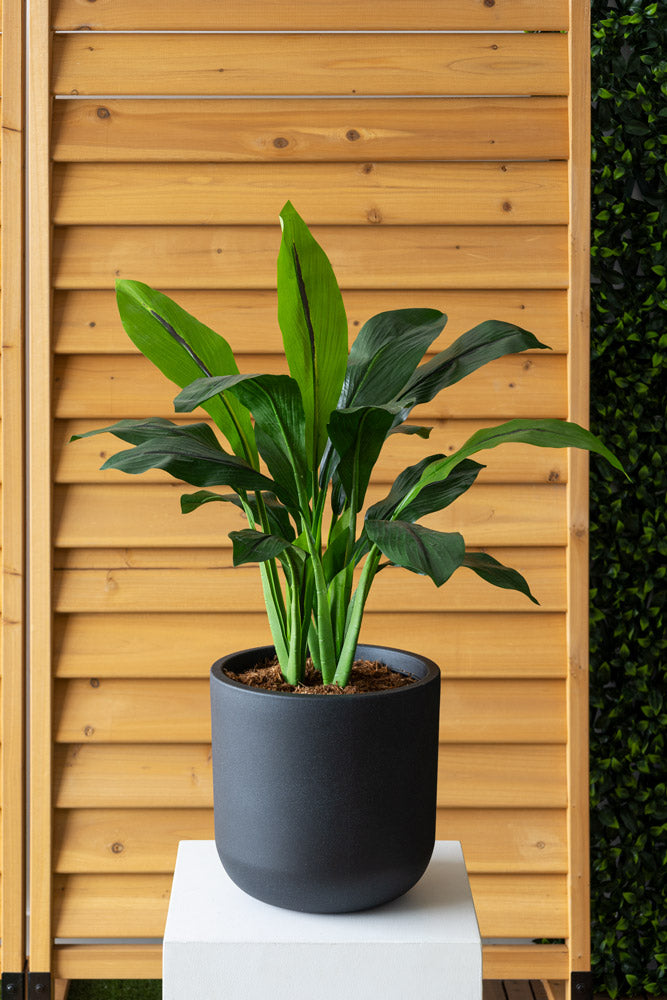 Curcuma Pot Noir Rond