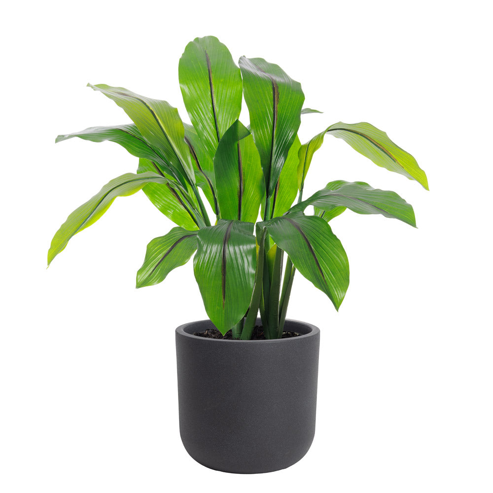 Curcuma Pot Noir Rond