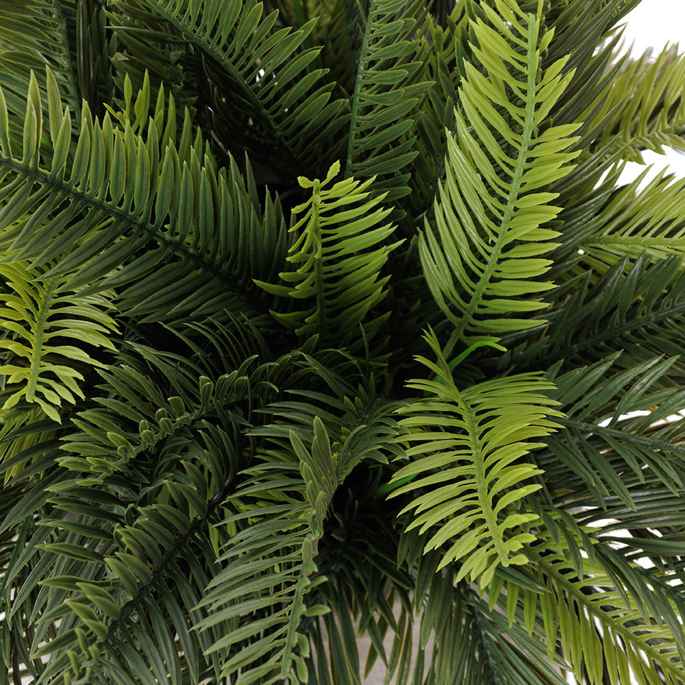 Jardinière de Cycas Pot Noir Rond
