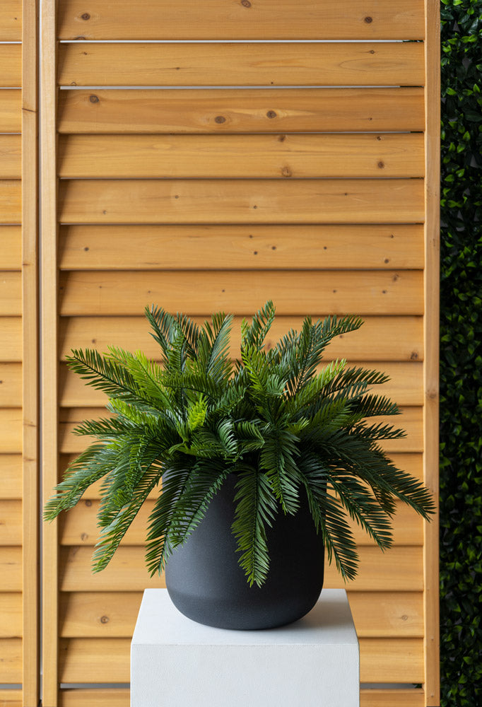 Jardinière de Cycas Pot Noir Rond