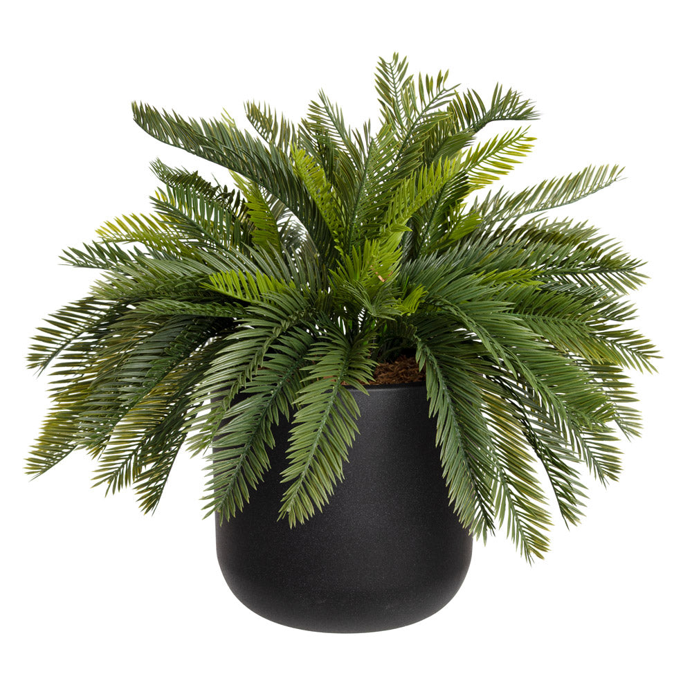 Jardinière de Cycas Pot Noir Rond