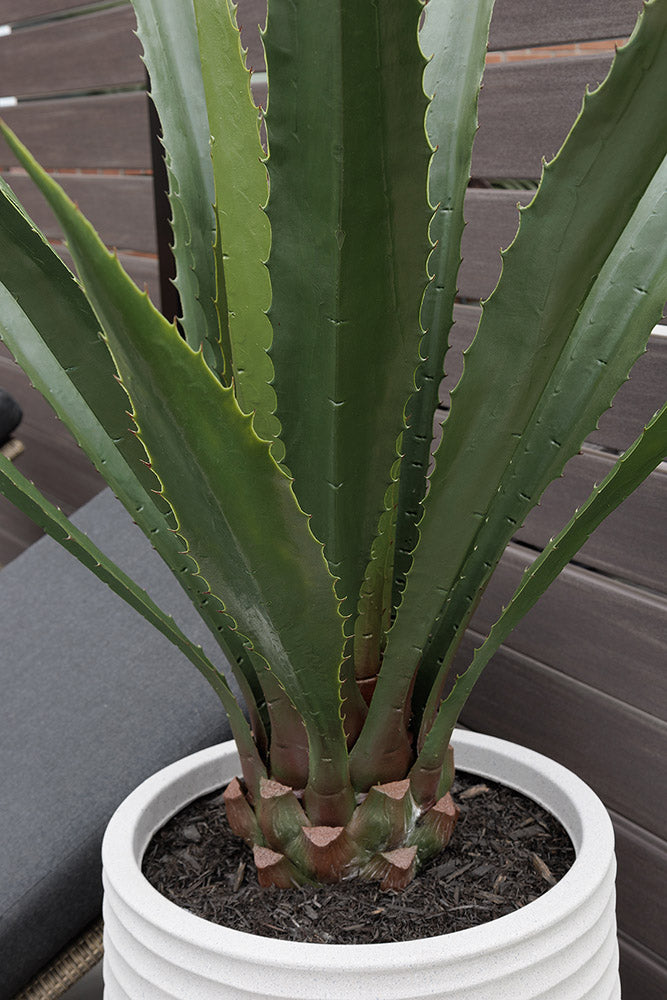Agave Americana Pot Pâle