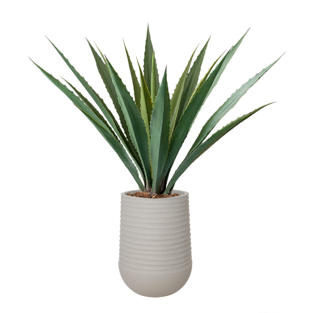Agave Americana Pot Pâle