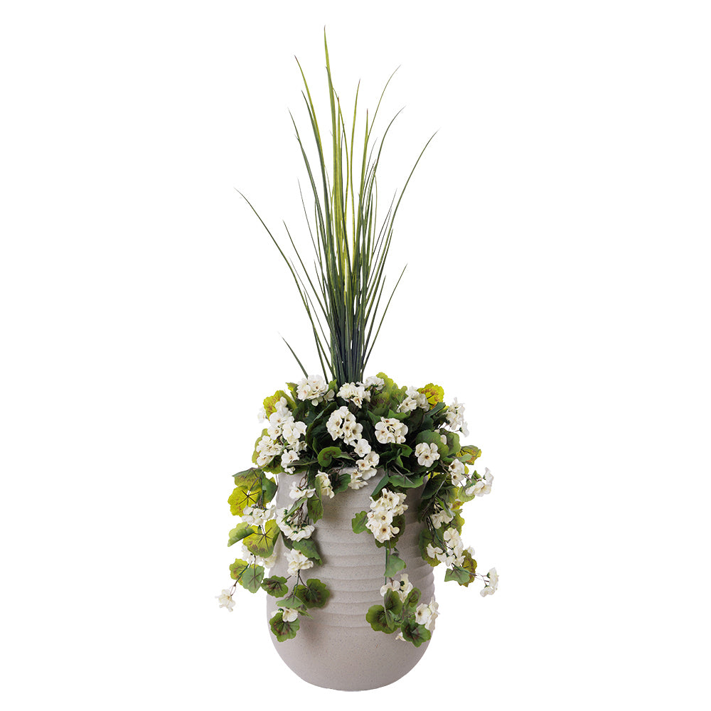 Jardinière de Géranium Blanc & Dracaena Pot Pâle