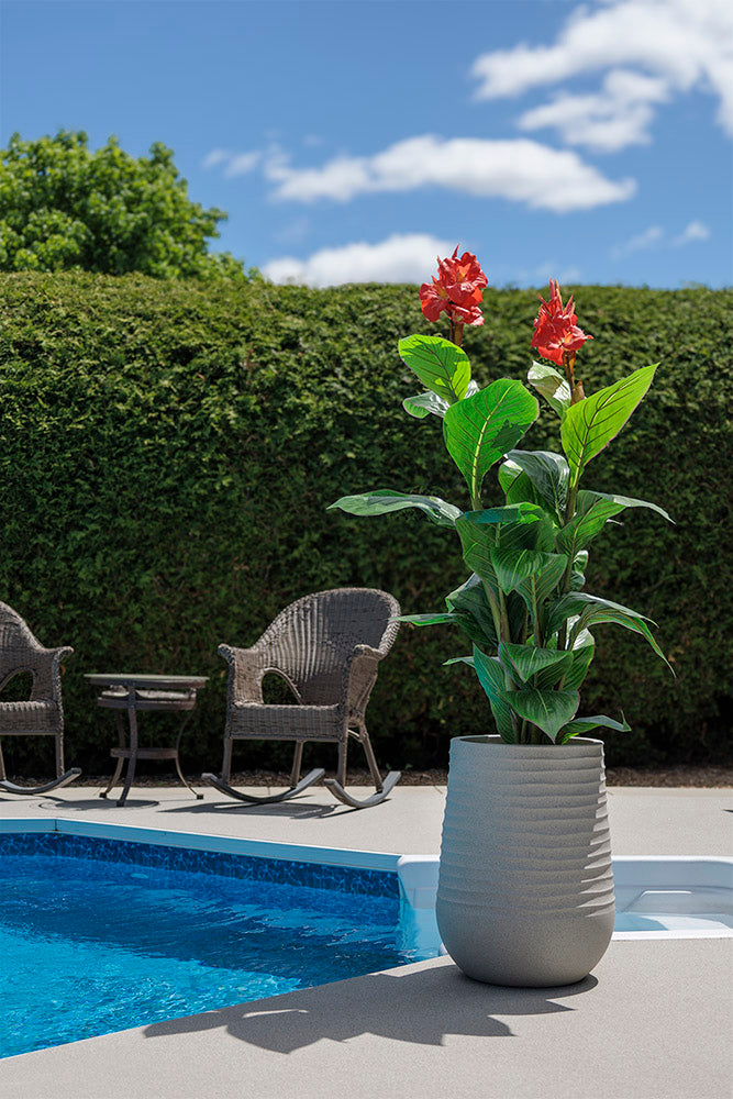 Canna en Fleurs Pot Pâle