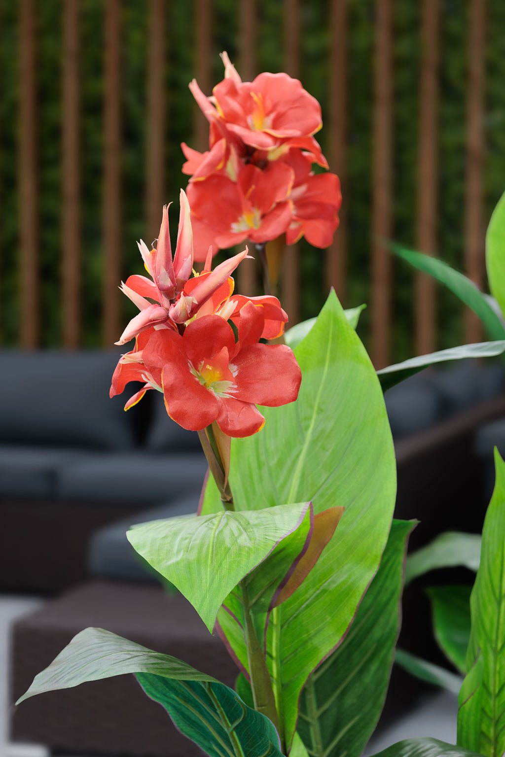 Canna en Fleurs Pot Pâle