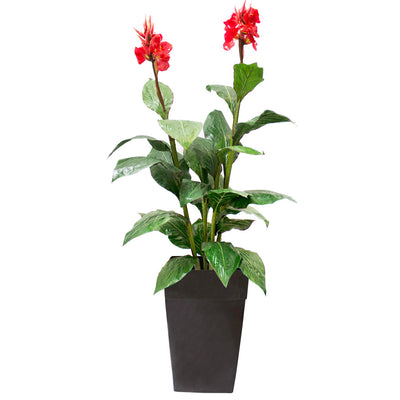 Canna en Fleurs Pot Noir