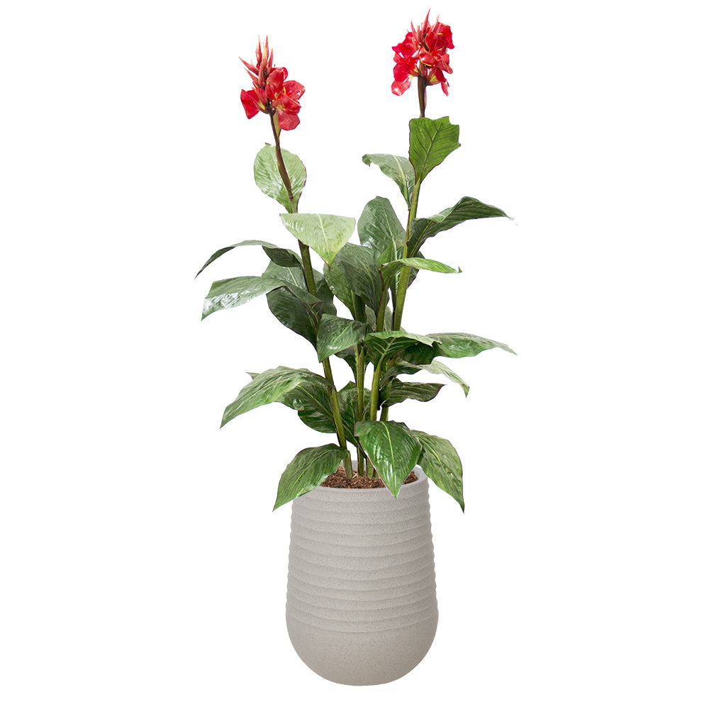 Canna en Fleurs Pot Pâle