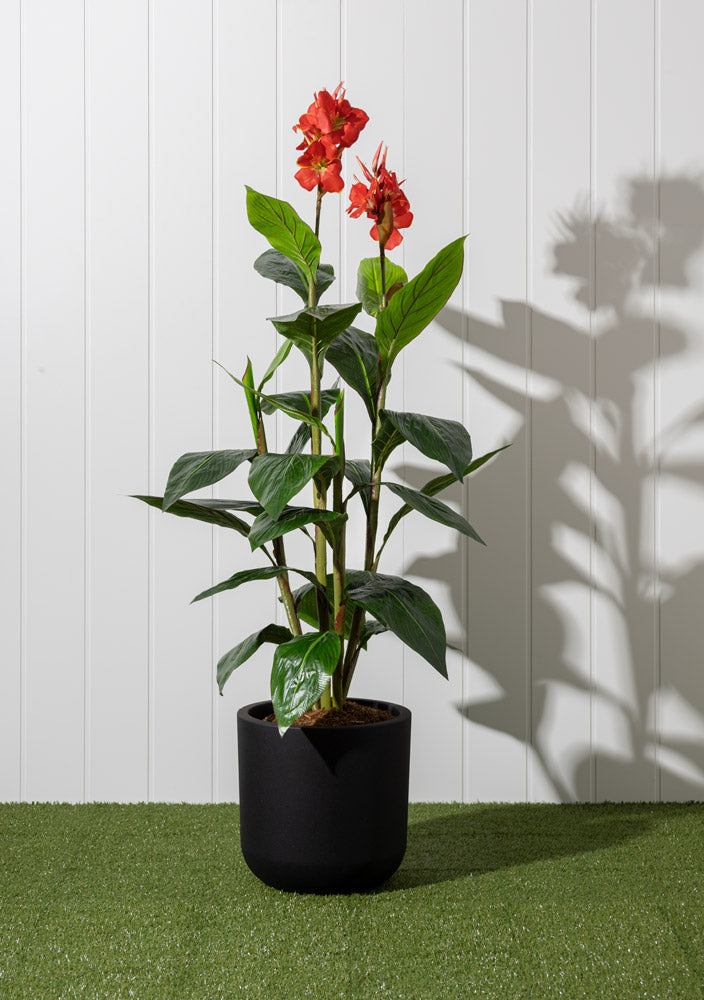 Canna en Fleurs Pot Noir Rond