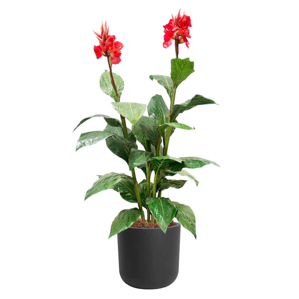 Canna en Fleurs Pot Noir Rond