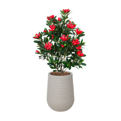 Rhododendron Fleurs Rouges Pot Pâle