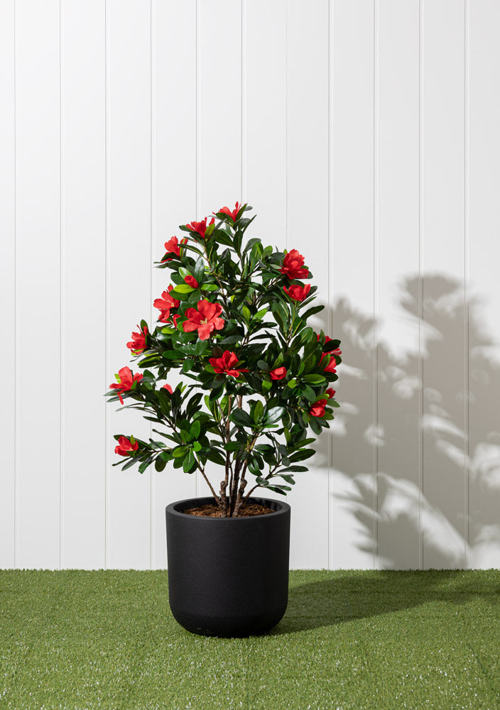 Rhododendron Fleurs Rouges Pot Noir