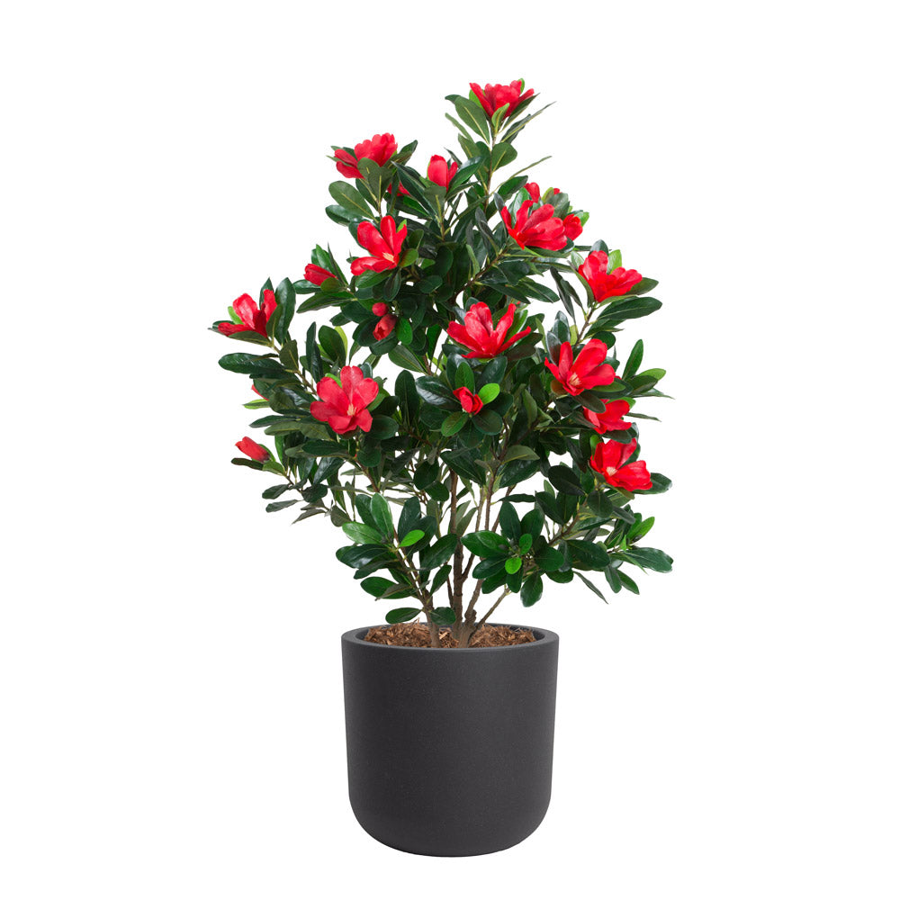 Rhododendron Fleurs Rouges Pot Noir