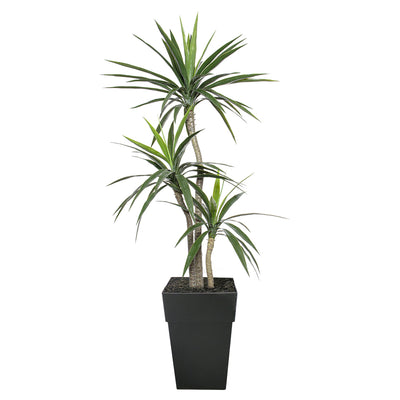 Yucca à 3 Trons Pot Noir