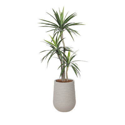 Yucca à 3 Trons Pot Pâle