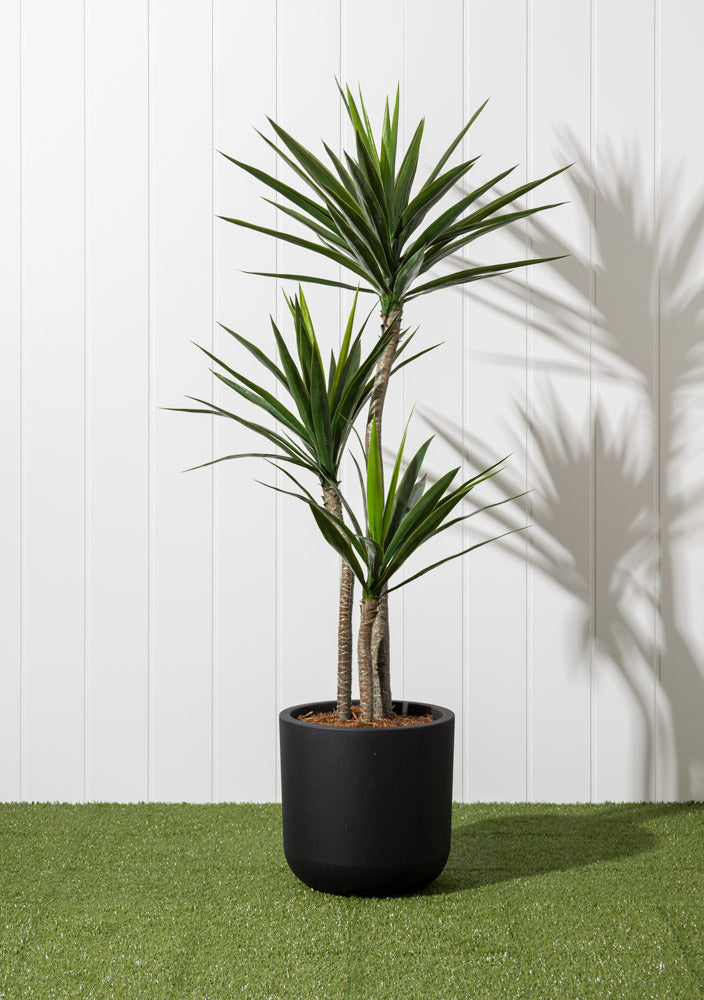 Yucca à 3 Trons Pot Noir Rond