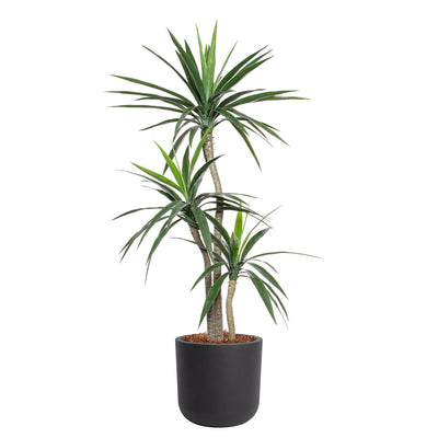 Yucca à 3 Trons Pot Noir Rond
