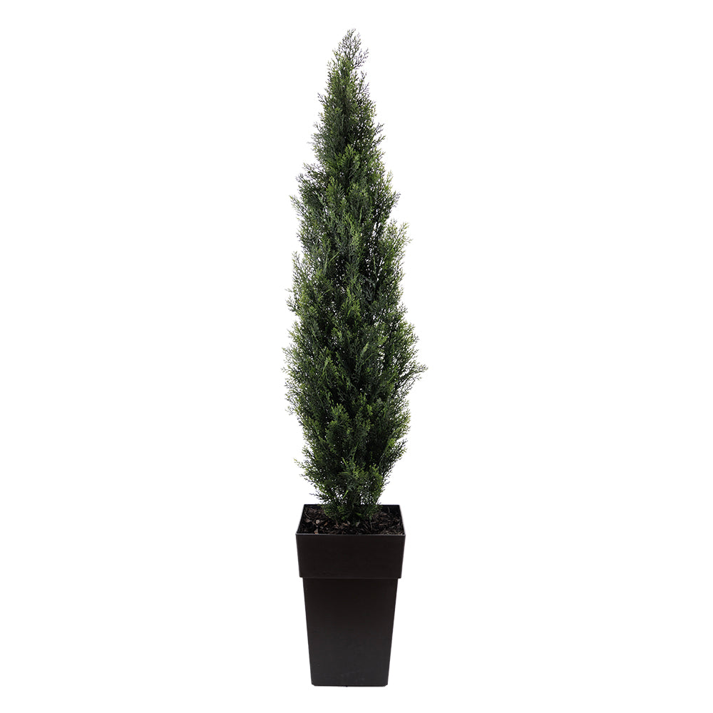 Cèdre Pot Noir
