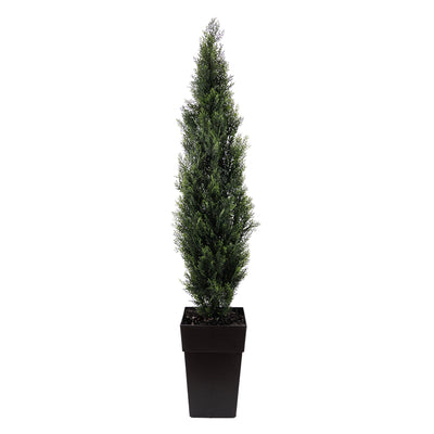 Cèdre Pot Noir